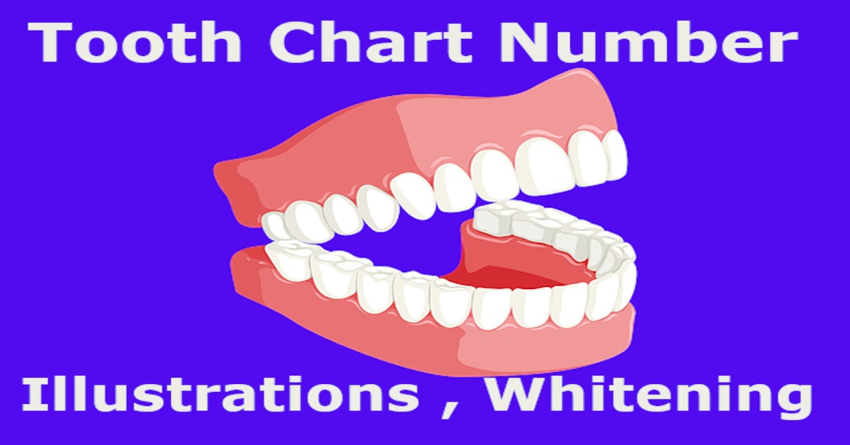 Tooth chart number & illustrations , whitening